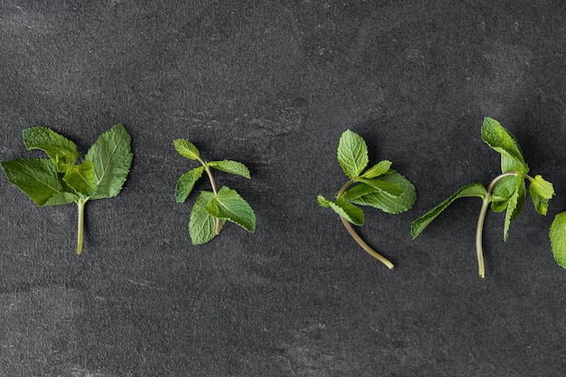 Mint leaf Fresh mint on dark background Mint leaves isolated Full depth of field