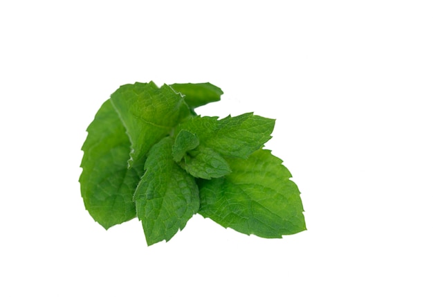 Mint leaf fresh mint on white background isolated