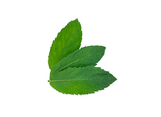 Mint leaf fresh mint on white background isolated