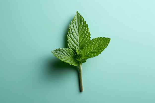 A mint leaf on a green background