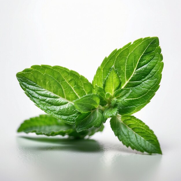 mint leaf healthy organic food