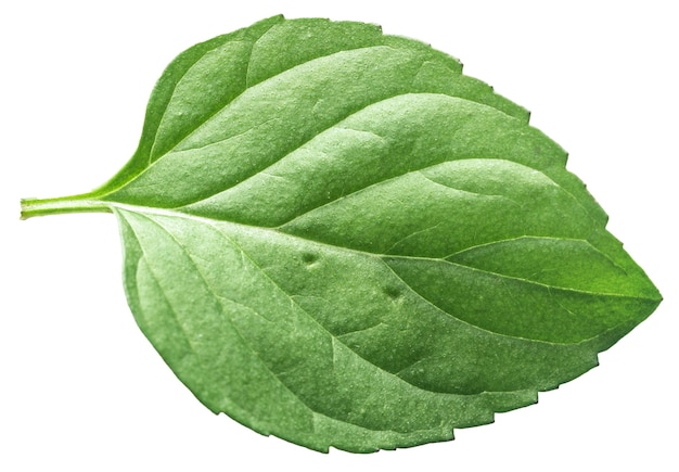 Mint leaf isolated on a  Texture of mint leaf