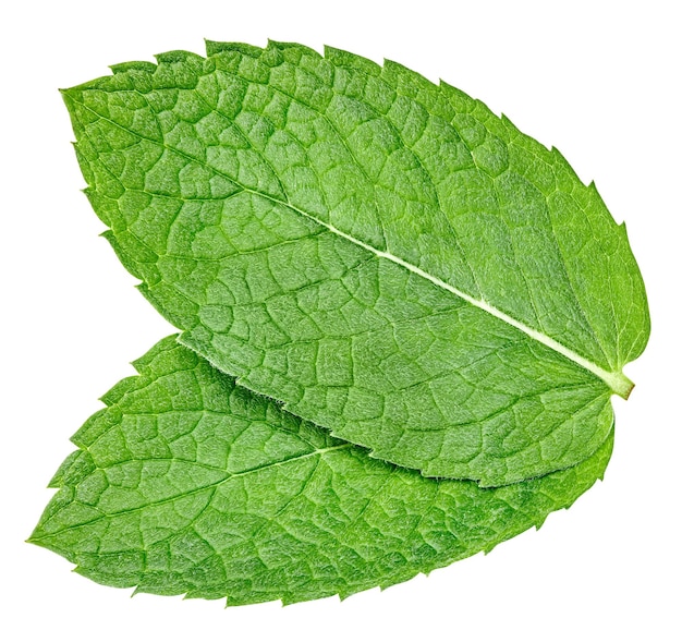 Mint leaf isolated on a white background mint leaf clipping path