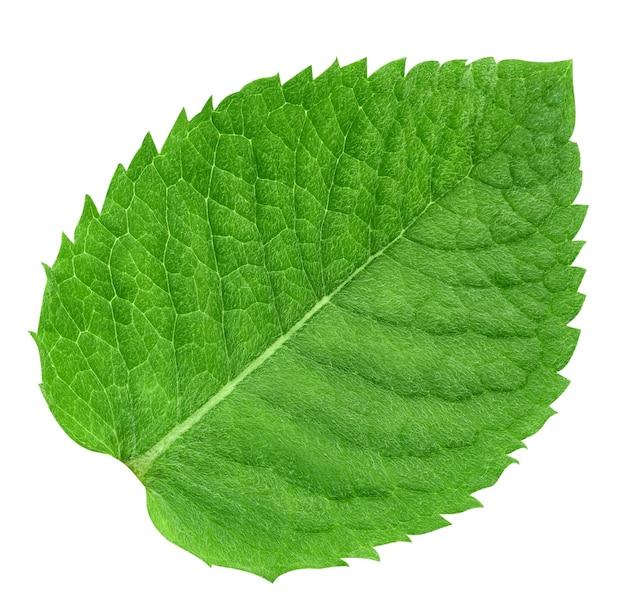 Mint leaf isolated on white background. Mint.