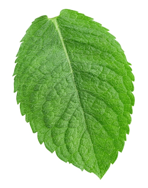 Mint leaf isolated on white background. Mint.