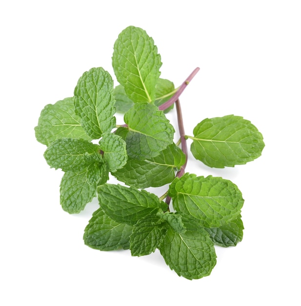 Mint leaf isolated on white background