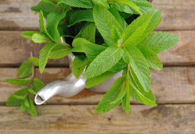 Mint leaf in a teapot