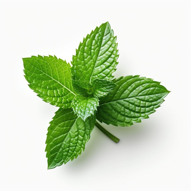 Mint leaf on white background ultra realistic photo