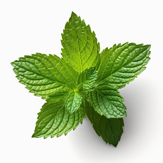 mint leaf on white background