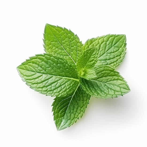 mint leaf on white background