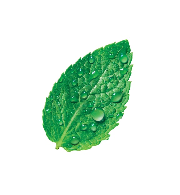 A mint leaf with water drops on it