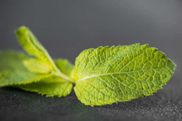 Mint leaves background green mint leaves pattern layout design
ecology natural creative concept