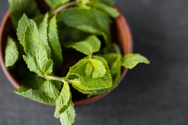 Mint leaves background green mint leaves pattern layout design\
ecology natural creative concept