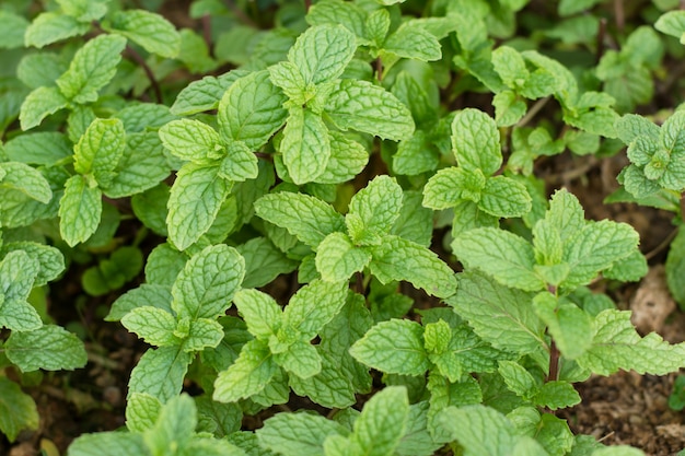 Mint leaves background.Mint leaf green plants with aromatic properties of strong teeth and fresh ivy as a ground cover plant types (Mentha cordifolia Opiz.)