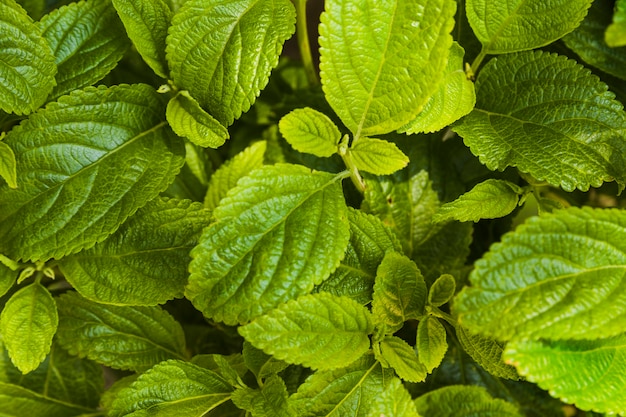 Mint leaves background