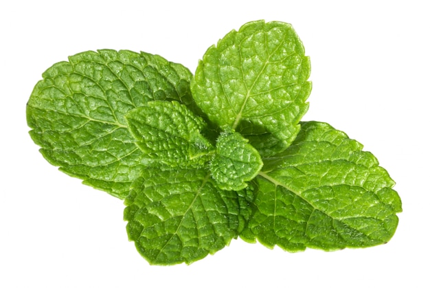 Mint leaves isolated on white background