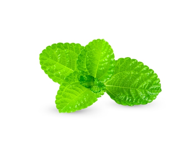 Mint leaves isolated on white background.