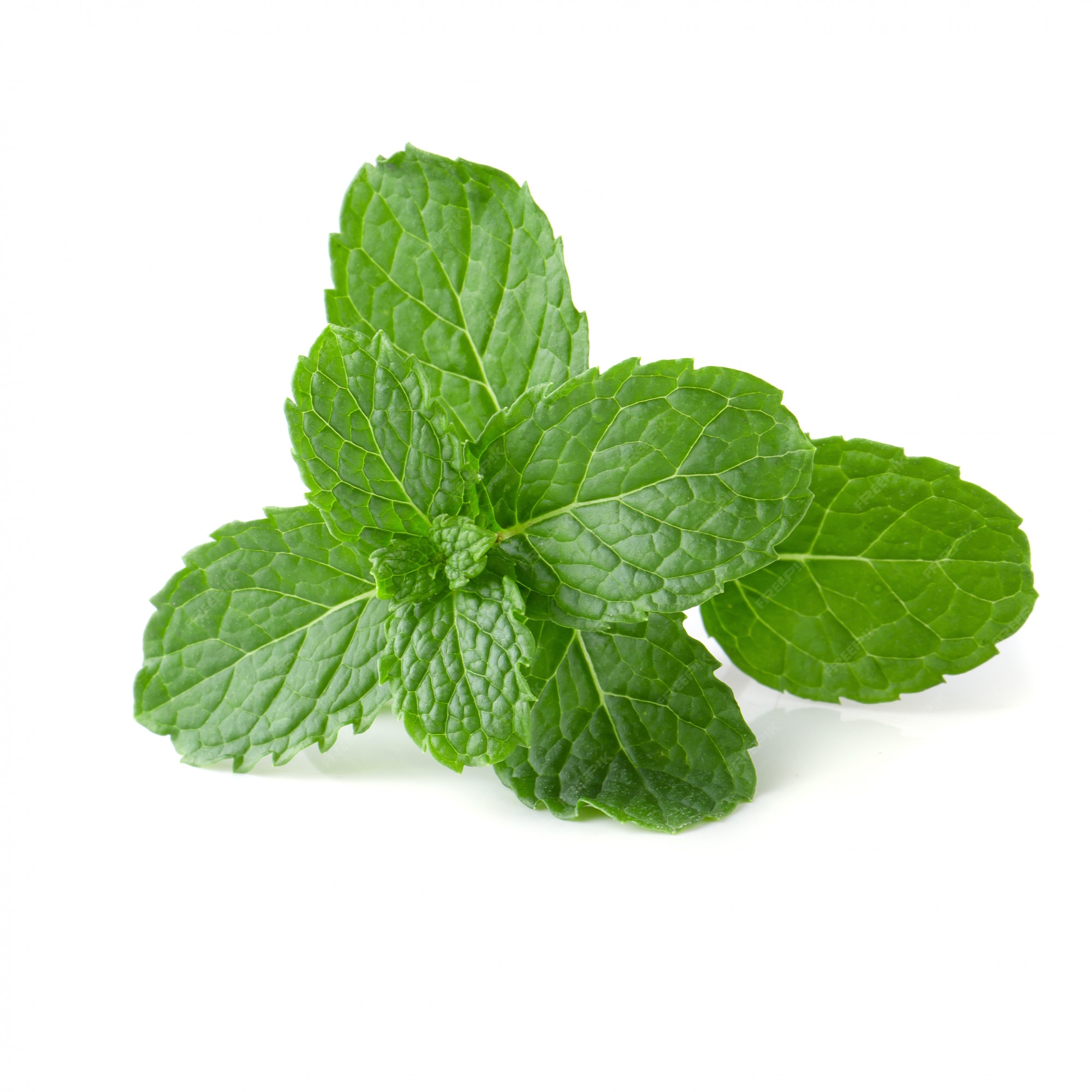 Mint Leaves Kl