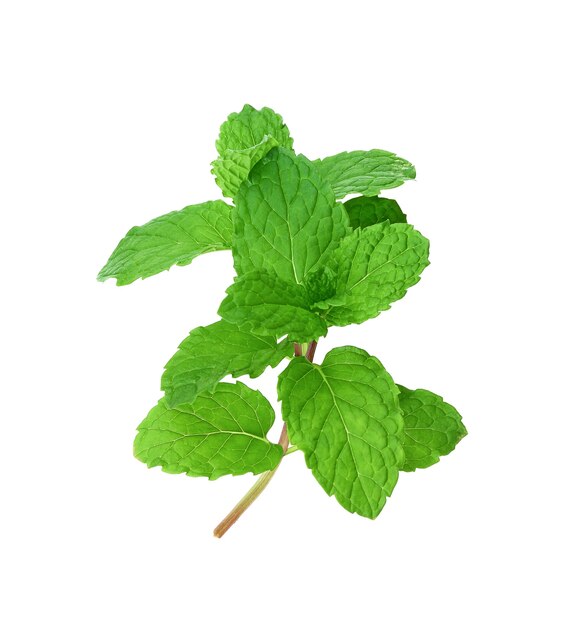 Mint leaves isolated on white background