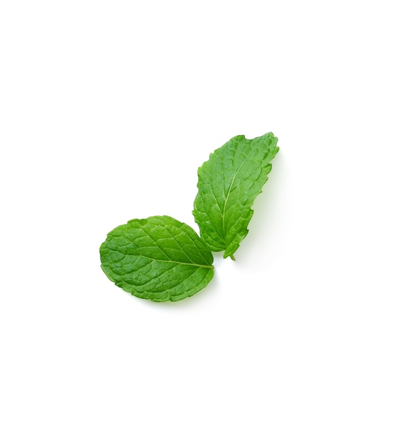 Mint leaves isolated on white background