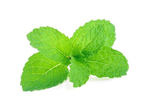 Mint leaves isolated on white background