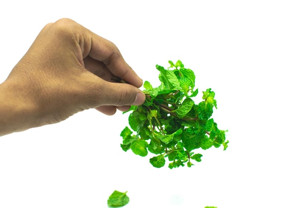 Mint leaves isolated on white background