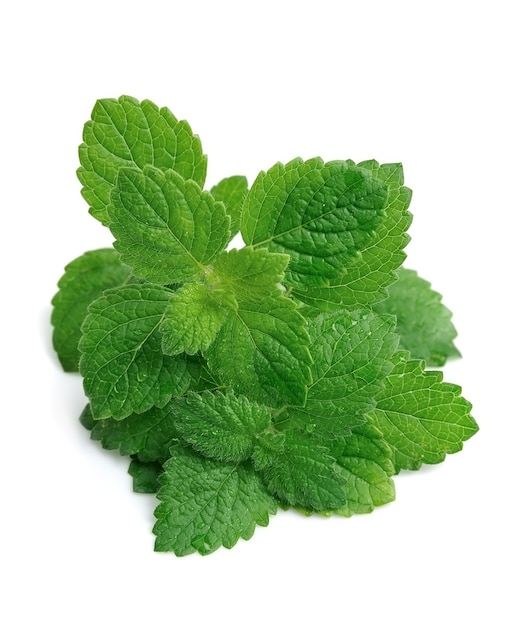 Mint leaves isolated on white backgrounds.