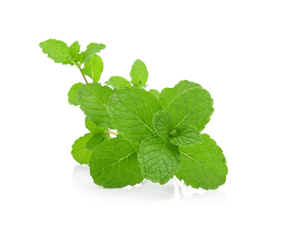 Mint leaves isolated on white.