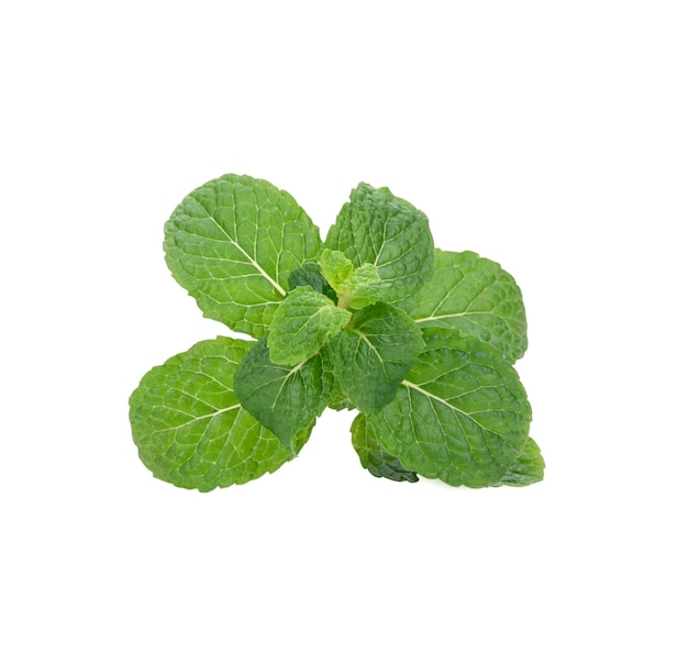 Mint leaves isolated on white.