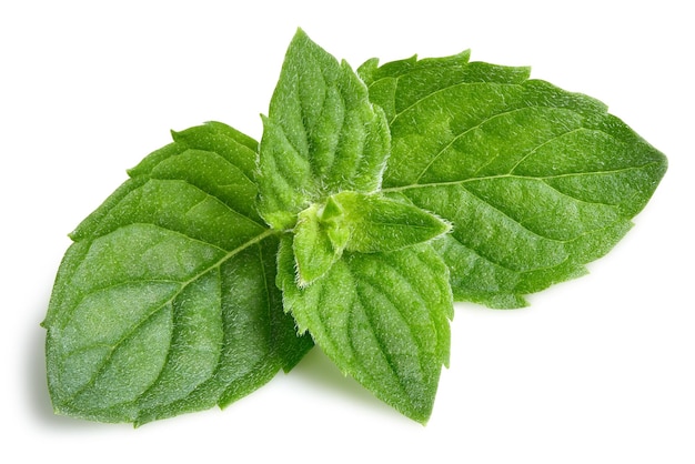 Mint leaves isolated