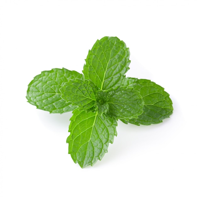 Mint leaves isolated