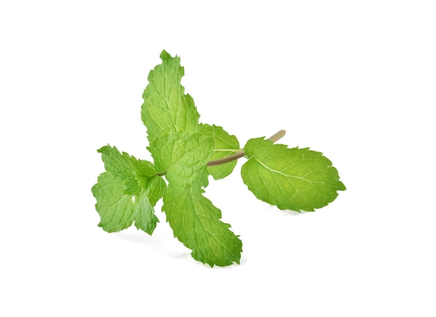 Mint leaves isolated.