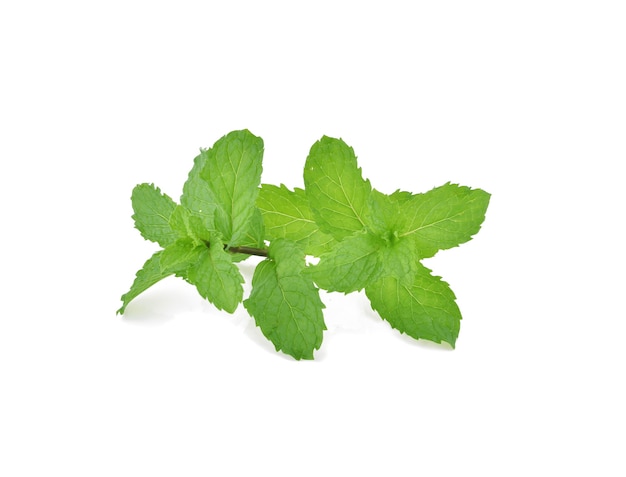 Mint leaves isolated.