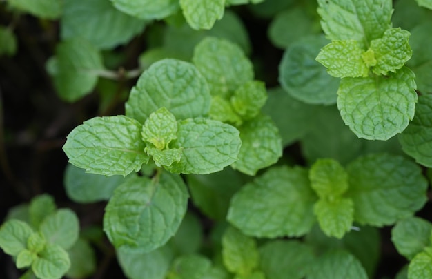 Mint leaves on mint tree Peppermint on nature background