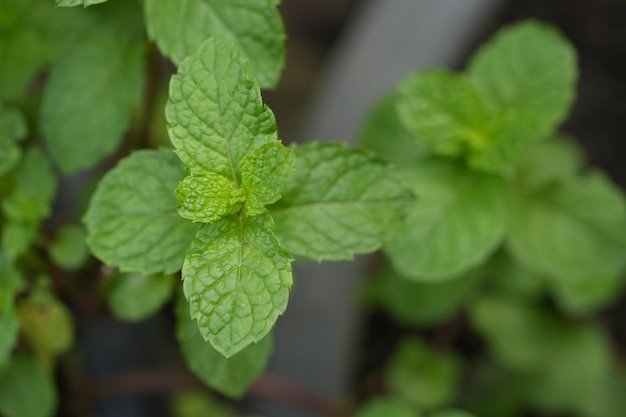 Mint leaves on mint tree Peppermint on nature background