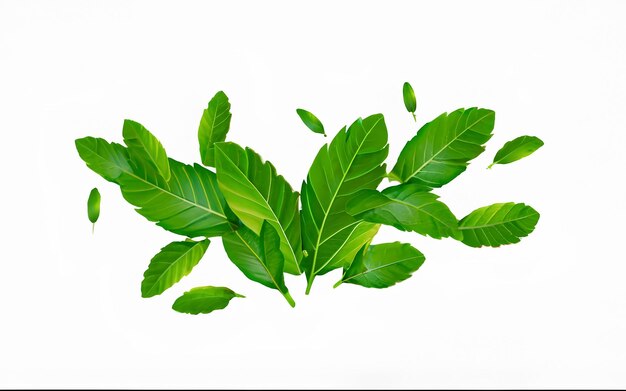 mint leaves photo