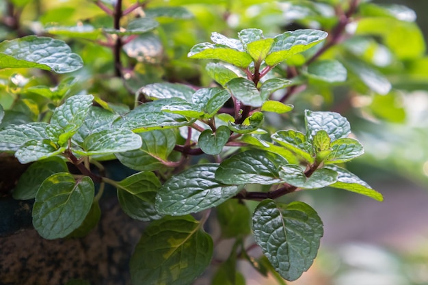 La pianta delle foglie di menta cresce nell'orto biologico