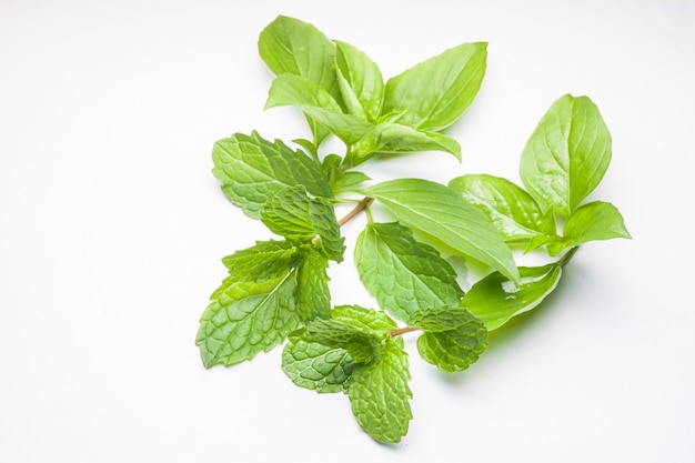 Mint leaves and Sweet Basil isolated on white background