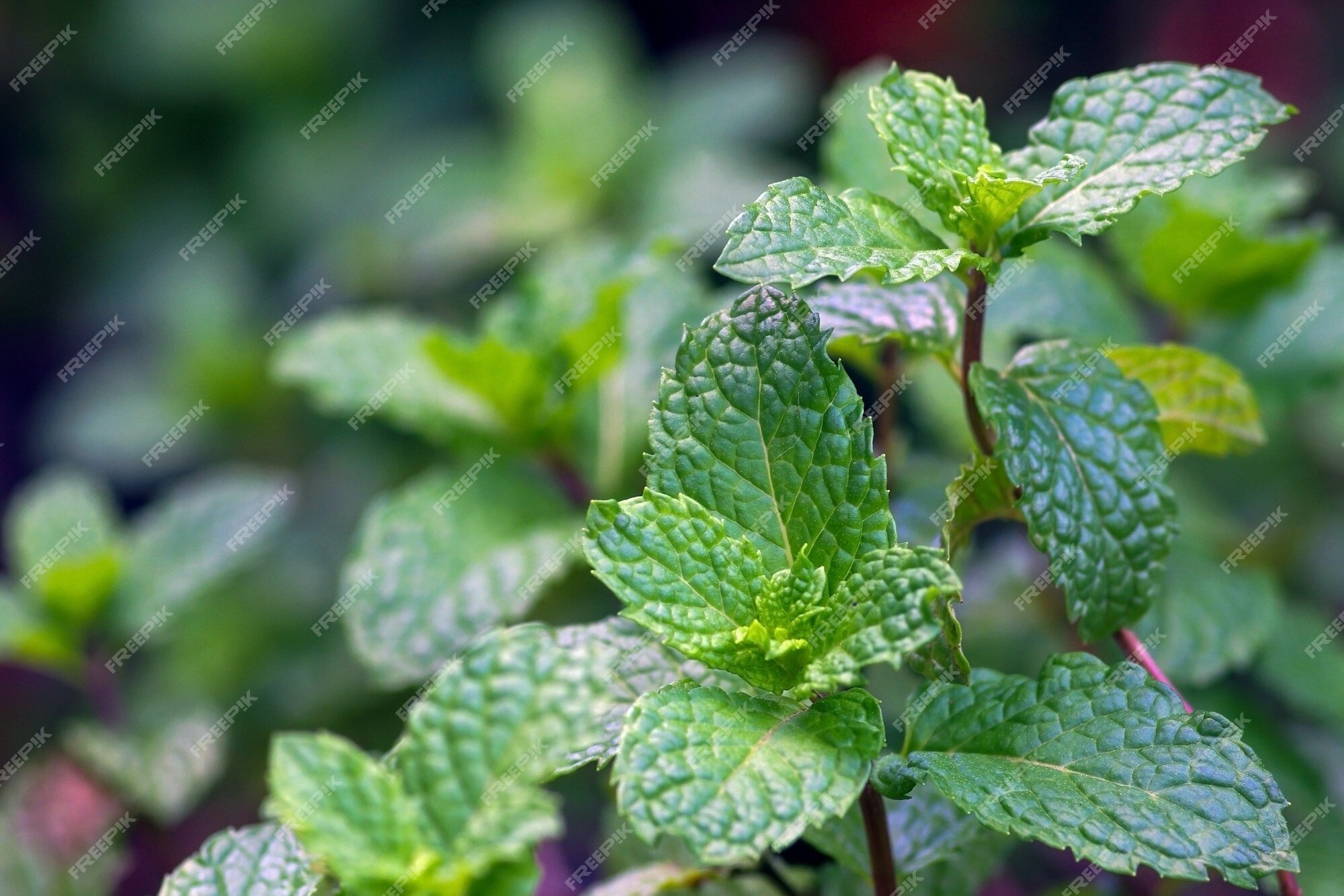 Premium Photo  A close up of green mint plants