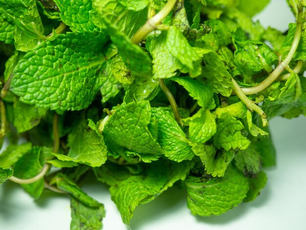 Mint leaves on a white background A bunch of useful grass plant isolate Fragrant tea component