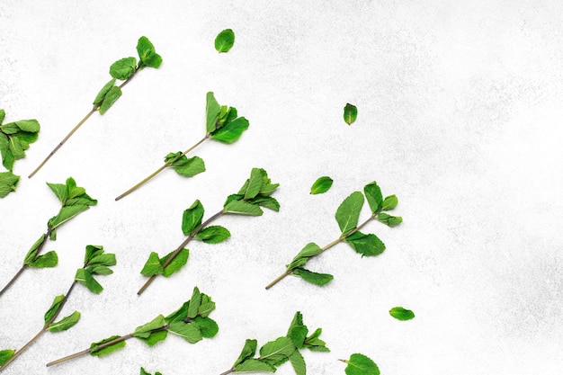 Mint leaves on white background, close up