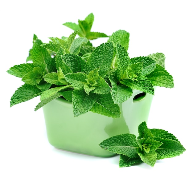 Mint leaves on a white background