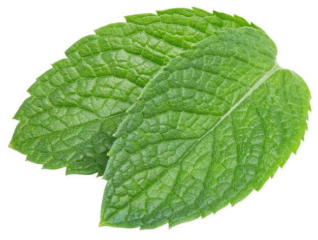 Mint leaves on white background