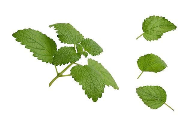 Mint leaves on a white background