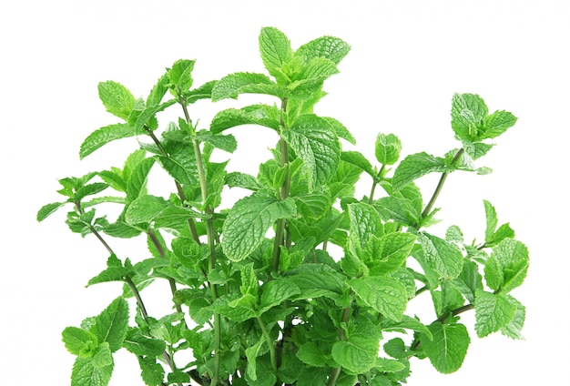 Mint leaves on white 