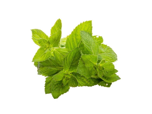 Mint leaves