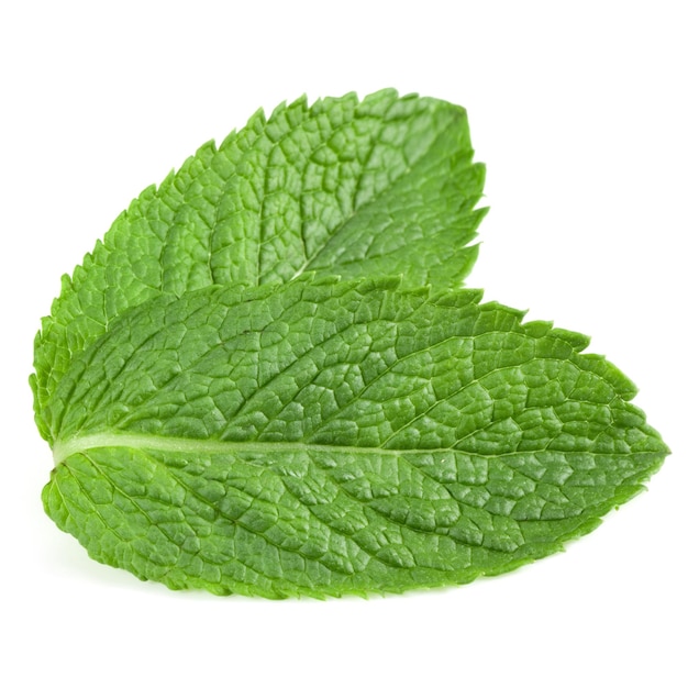 Photo mint leaves