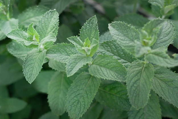 Mint plant growing in the garden .. Peppermint. Selective focus. Blur. Horizontal photo.