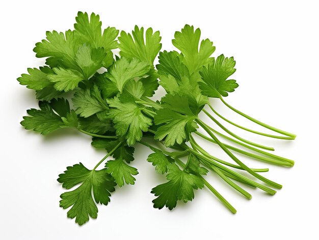 Mint Plant on White Background High Quality