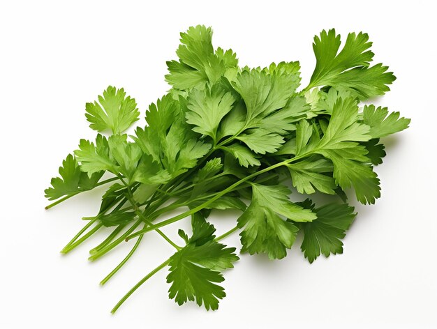 Mint Plant on White Background High Quality